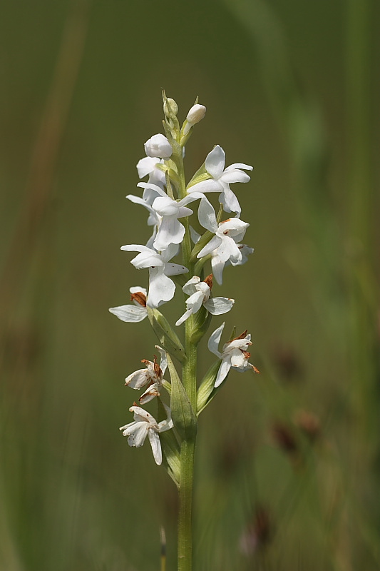 Dactylorhiza traunsteineri albina